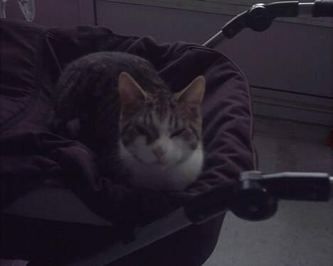 Huskat Sebastian - Sebastian ii barnevognen på altanen billede 1