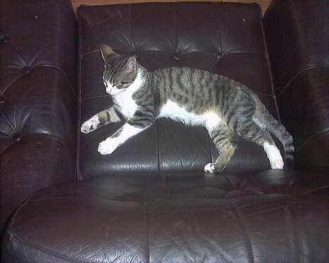 Huskat Sebastian - Vi har lige fundet ham og han føler sig allerede hjemme billede 2