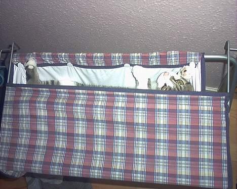 Huskat Sebastian - Der ligger altså en kat i dette dukkebadekar billede 3