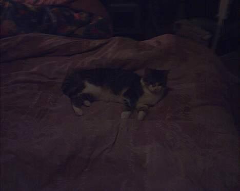 Huskat Sebastian - Der er rart at ligge madforældrenes seng og sove billede 4