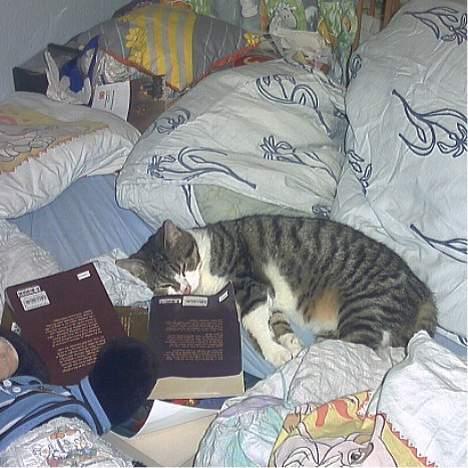 Huskat Sebastian - Tre gode romaner så sover man godt billede 5