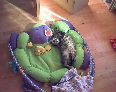 Huskat Gizmo - Nej et legetæppe, hvem har dog lagt den der til mig? billede 2