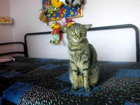 Huskat Gizmo - Er jeg ikke bare smuk billede 3