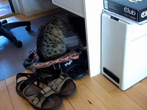 Huskat Gizmo - Jeg er glad for min transportskasse billede 4