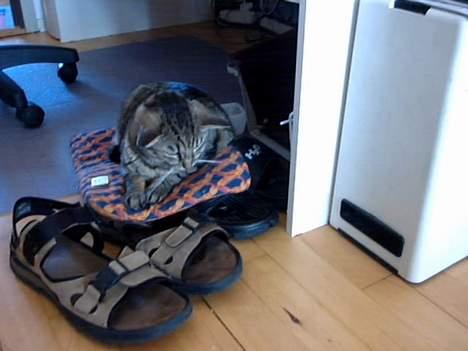 Huskat Gizmo - Jeg er prinsessens på skoene billede 5