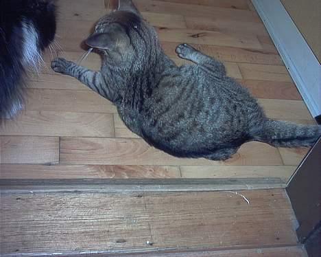 Huskat Gizmo - Jeg leger på min madforældres datters værelse billede 6