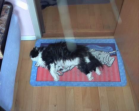 Perser Fie - En dejlig dag i sommers. Solen skinner lige på måtten, hvor jeg sover billede 1