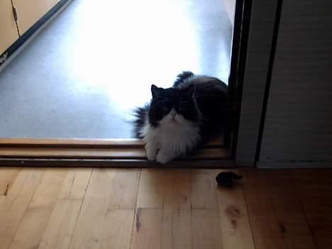 Perser Fie - Nu ligger jeg så her og ser sød ud billede 2