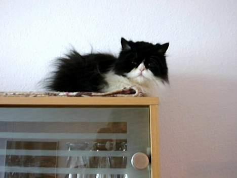 Perser Fie - Kom bare an hvis du tør billede 3