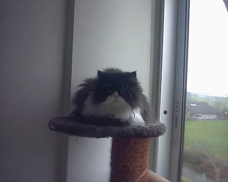 Perser Fie - Det er godt at ligge på altanen og kigge ud billede 4