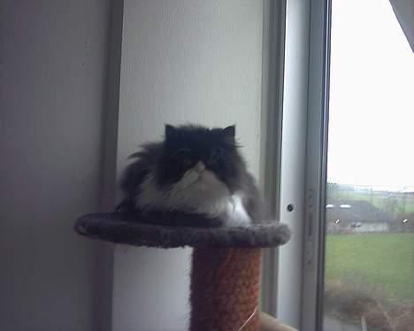 Perser Fie - En efterårsdag på altanen billede 5