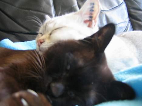 Burmeser Møllers - Møllers tager en lur med Miff billede 2