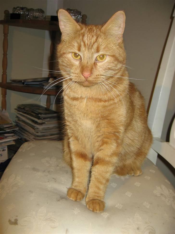 Huskat Laban *RIP* - Januar 2008 billede 1