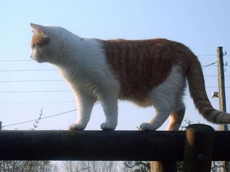 Huskat Findus *RIP* - Ballance på gyngestativet d. 28/3-07 billede 2