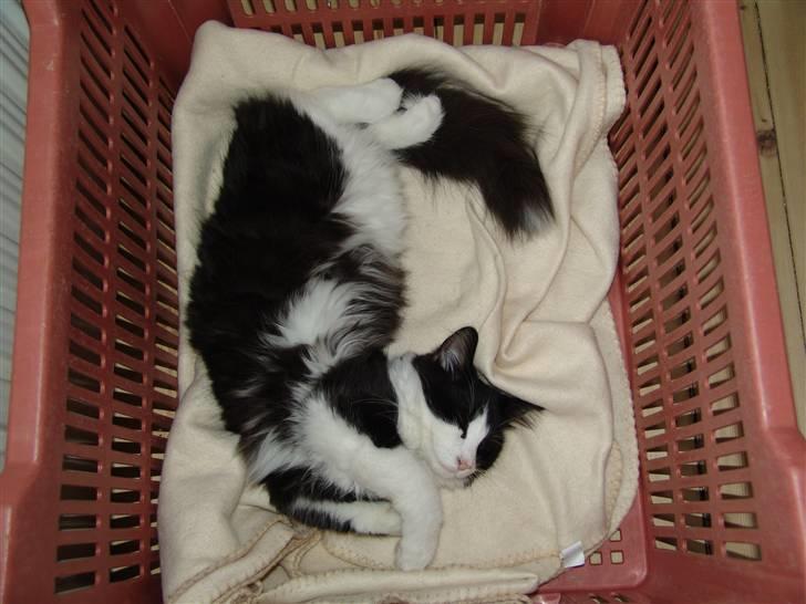 Norsk Skovkat DK Dansbjergs Gastor - Godnaaat... billede 4