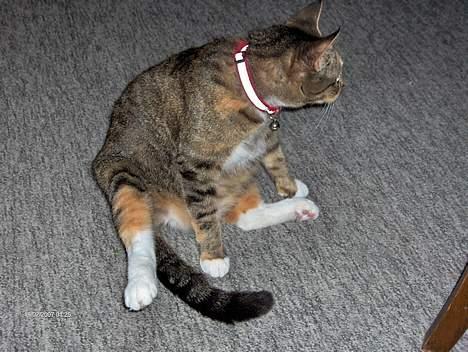 Huskat Mille - Puha det er svært at sidde og holde balancen når man er rund som en fodbold....kommer de dog ikke snart ud de killinger *G* billede 10