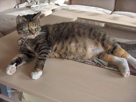 Huskat Mille - Godt jeg snart skal føde..... billede 11