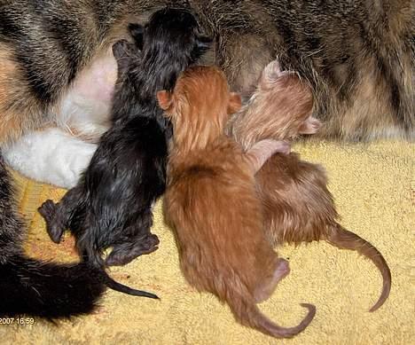 Huskat Mille - SÅ kom dagen ( d. 19. februar 2007 ) hvor jeg fødte mine 5 søde killinger billede 12