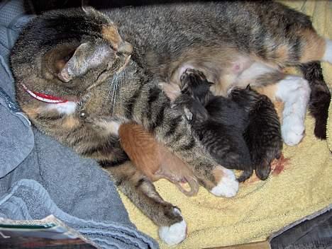 Huskat Mille - Stolt....men en meget træt Millemor....med sine 5 søde killinger der er født i dag d. 19. feb. 07 billede 13