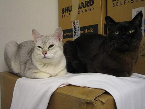 Burmeser Møllers - Møllers og miff hygger sig billede 3