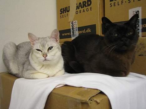 Burmeser Møllers - Møllers og Miff hygger sig billede 4