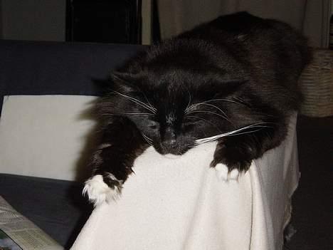 Norsk Skovkat Memfis - død 20/8-2015  født 12/5- billede 14