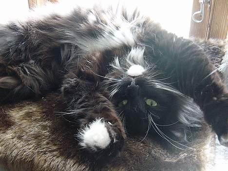 Norsk Skovkat Memfis - død 20/8-2015  født 12/5- - Gør mig lækker? Hvorfor tror du dog det?  billede 15