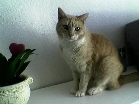 Blanding af racer Valle (er her ikke mere) billede 14