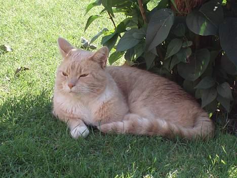 Blanding af racer Valle (er her ikke mere) billede 15