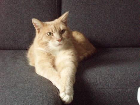 Blanding af racer Valle (er her ikke mere) - .. en lidt eftertænksom Valle billede 16