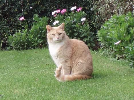 Blanding af racer Valle (er her ikke mere) - Det er vidst lidt et model biled...taget ude i haven billede 17