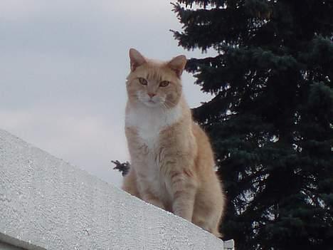 Blanding af racer Valle (er her ikke mere) - Sådan sidder min Valle og kigger ned på os nu :) billede 18