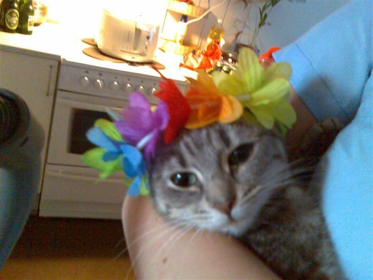 Huskat Grisling  - Grisling klar til karneval! billede 1