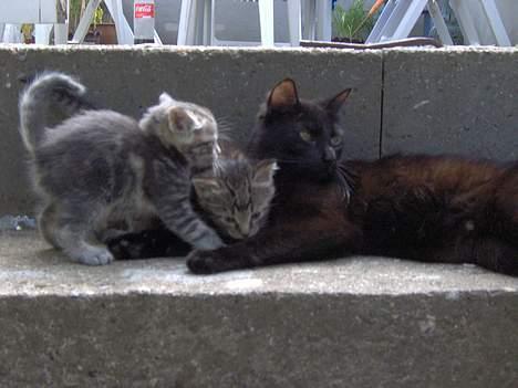 Huskat Grisling  billede 2