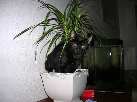 Huskat Misse - Uartig :P billede 1