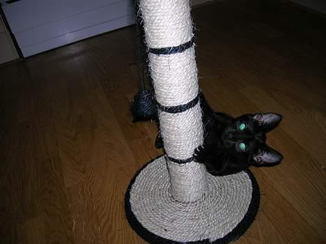 Huskat Misse billede 2