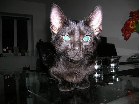 Huskat Misse billede 3