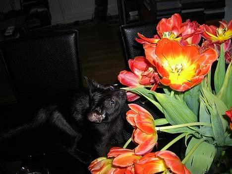 Huskat Misse billede 4