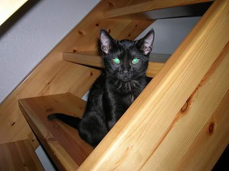 Huskat Misse billede 5