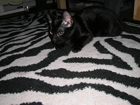 Huskat Misse billede 6