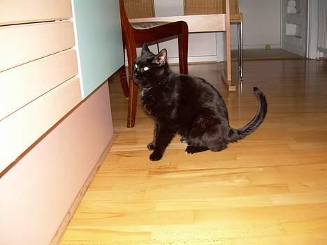 Blanding af racer Katja 2(R.I.P) - Katja sidder ved køkkenbordet for at se om der falder noget ned til hende spiser næsten alt billede 14