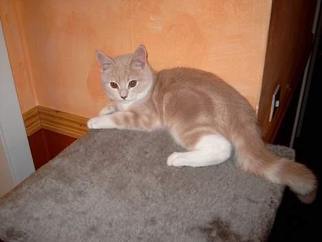 Blanding af racer Duchesse - Kradsebrættet er min bedste plads, der har jeg overblikket ! ( 6 mdr gl.) billede 1