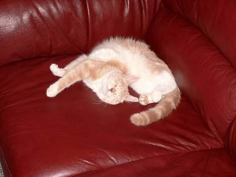 Blanding af racer Duchesse - Middagslur i min sofa, som passer så flot til min pels ! billede 6