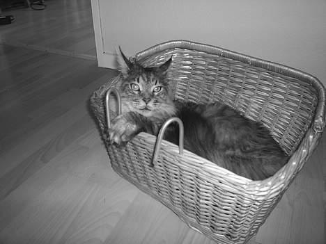 Maine Coon Frede billede 17