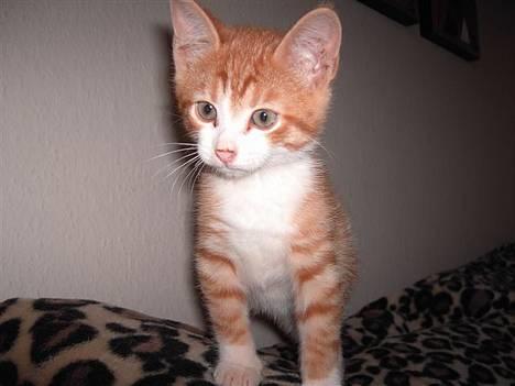 Huskat basse - Er der mad... elsker mad :-) billede 16