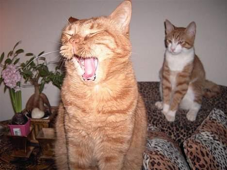 Huskat Buller R.I.P. 10.04.08 - Se mine flotte bisser;-) billede 19