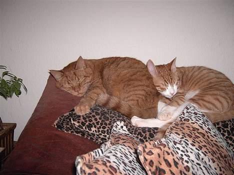 Huskat Buller R.I.P. 10.04.08 - Så puttersover vi igen... billede 20