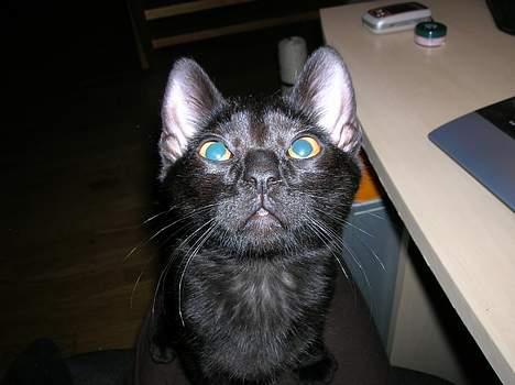 Huskat Misse billede 7