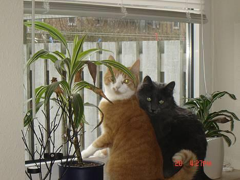 Blanding af racer Cæsar - mor mor kom og se...der er noget derude... billede 19