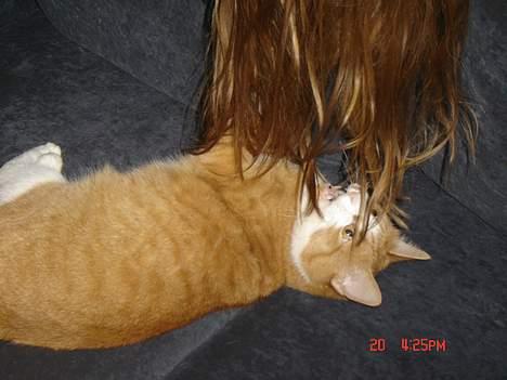 Blanding af racer Cæsar - mors hår er sjov at lege med....mjav billede 20